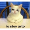 Dilo con Gatos 10