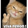 Perro y gato 21
