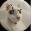Dilo con Gatos 5