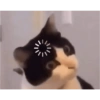 Dilo con Gatos 11