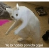 Dilo con Gatos 12
