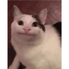 Dilo con Gatos 15