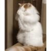 Dilo con Gatos 17