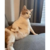 Dilo con Gatos 6