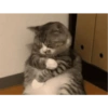 Dilo con Gatos 13