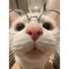 Dilo con Gatos 7