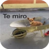 Animales 14