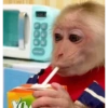 Micos 22