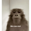 Momosan 20
