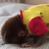 Monky lovers de <3 5