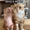 Cats 🐱 10