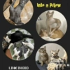 Cats 🐱 11