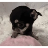 Cachorro 24