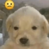 Gatos y perros random  24