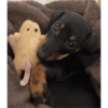 Cachorro 10