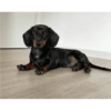 Cachorro 8