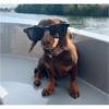 Cachorro 7