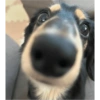 Cachorro 6