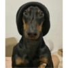 Cachorro 9