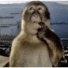 Monito 5