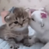 Omg 8