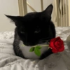 Omg 7