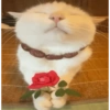 Omg 5