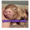 Porquinho 2 10
