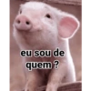 Porquinho 2 11