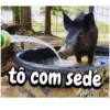 Porquinho 2 8