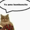 Amor 6