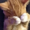 Cats Cute 🐱🥰 19