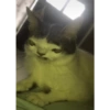 Aaaaaaaaaaaa 9
