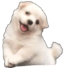 Perritos 1 25