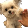 Perritos 1 19