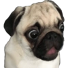 Perritos 1 8