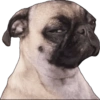 Perritos 1 17