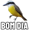 Normais 13