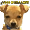 Perritos 1 20