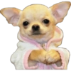 Perritos 1 28
