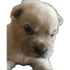 Perritos 4 29