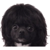 Perritos 4 30