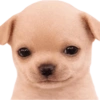 Perritos 4 25