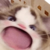 ᕬ >_< ᕬ 6