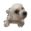 Perritos 4 24