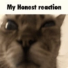 Silly cat memes 17