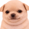 Perritos 4 26