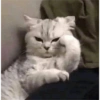 ᕬ >_< ᕬ 8