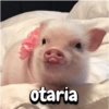 Porquinho 2 21