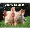 Porquinho 2 23